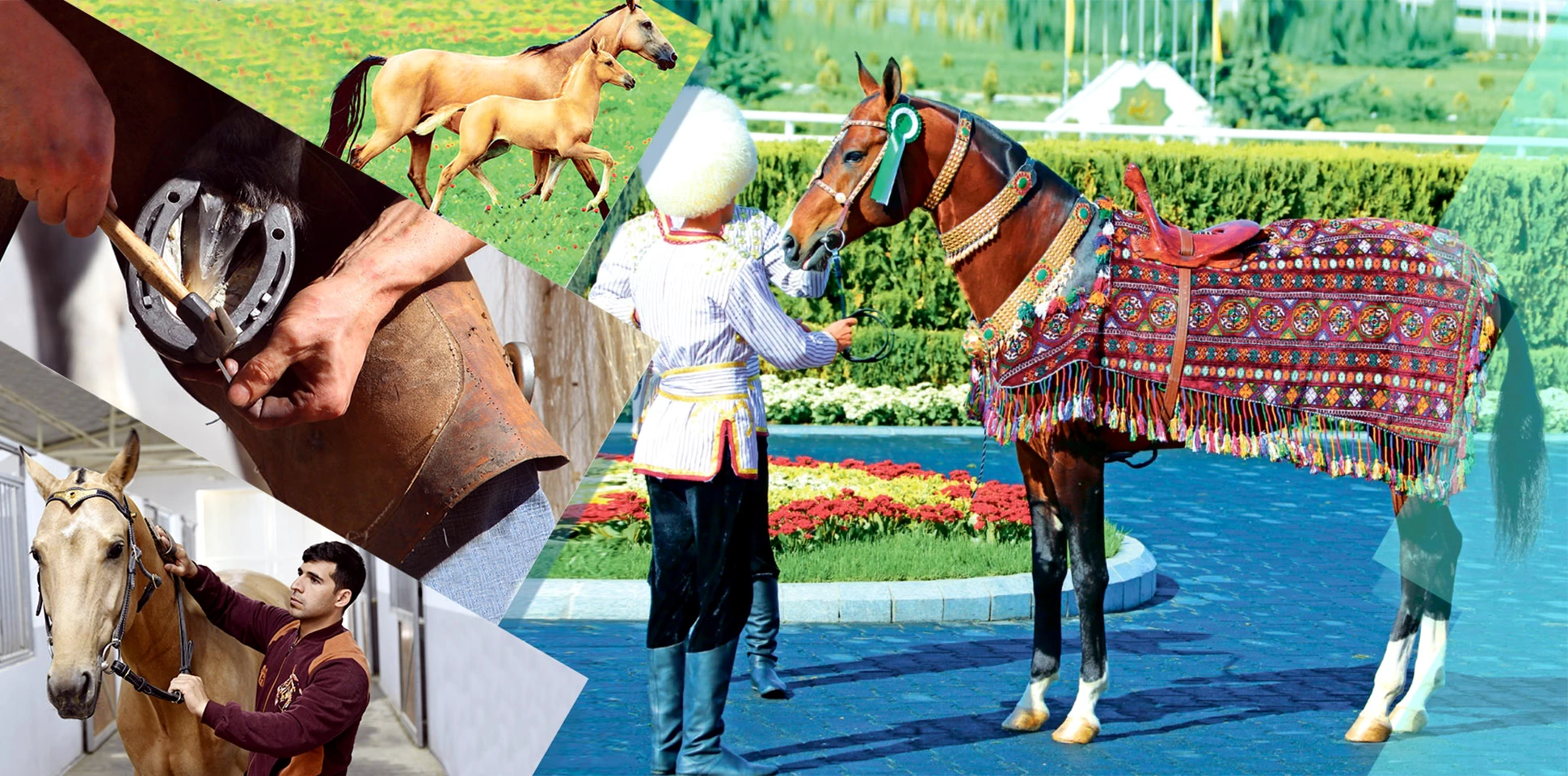 HORSE BREEDING FACULTY