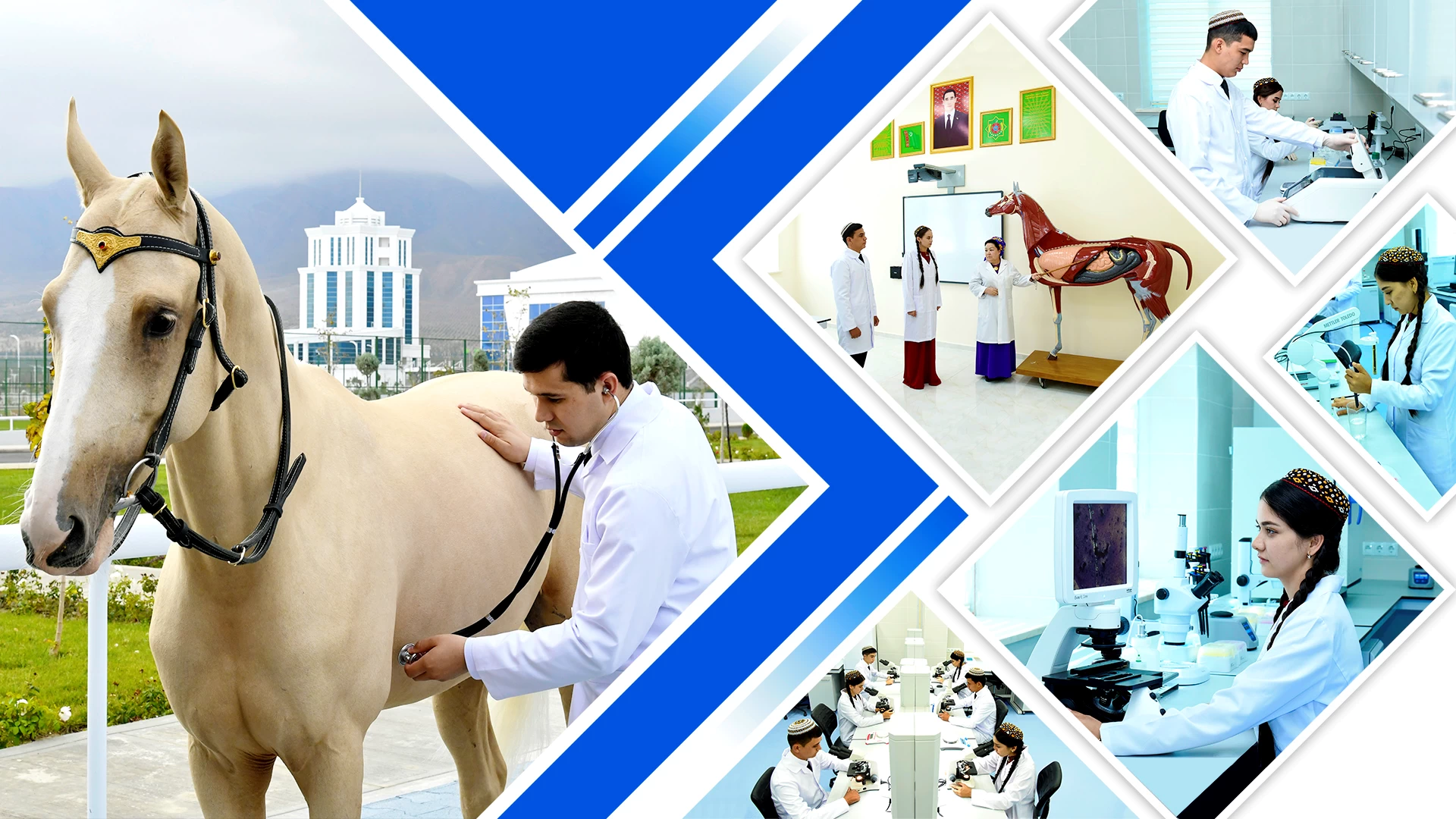 HORSE VETERINARY FACULTY