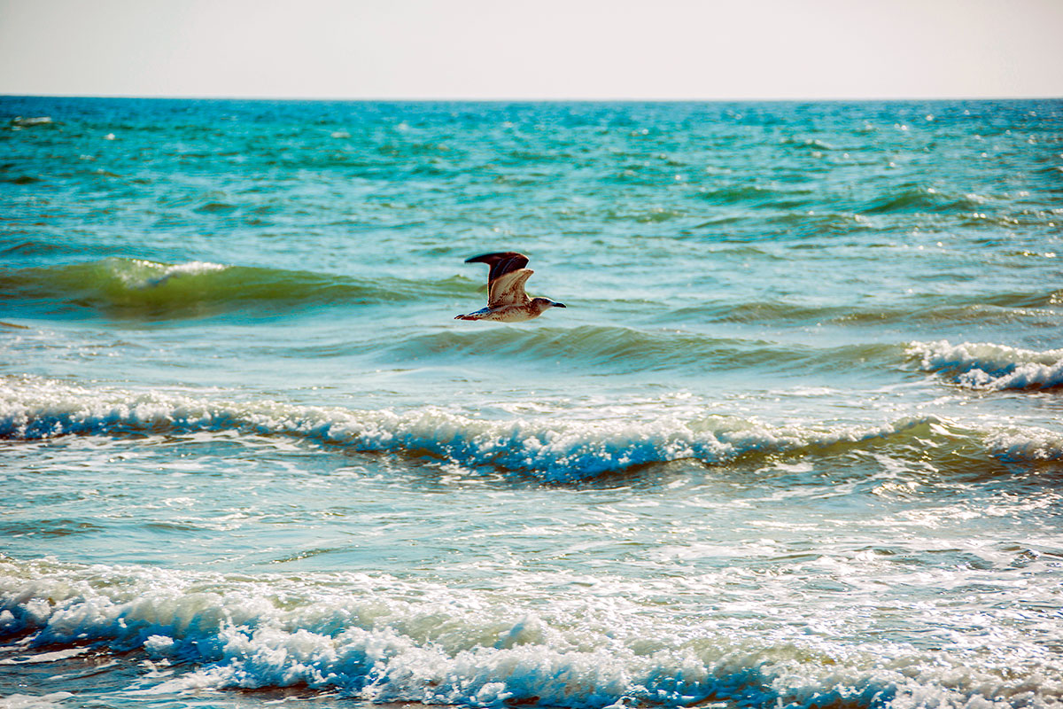 HAZAR IS THE SEA OF FRIENDSHIP, UNITY